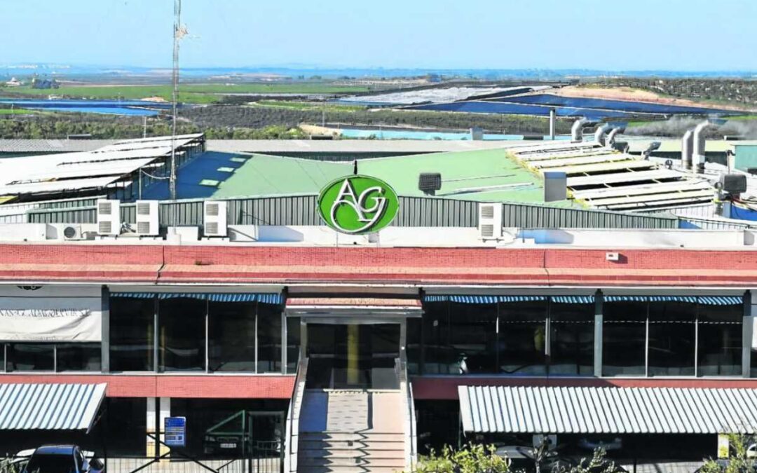 Aceitunas del Guadalquivir