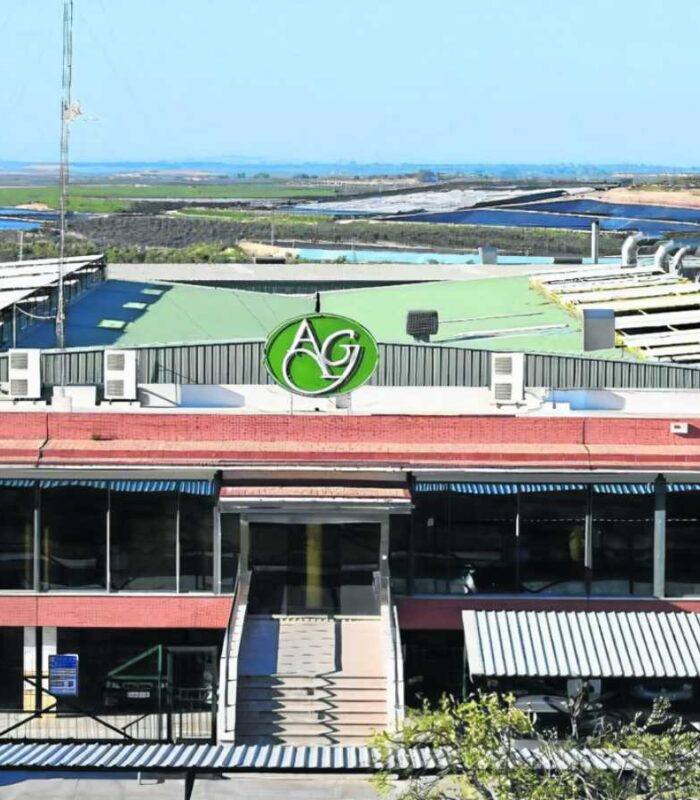 Aceitunas del Guadalquivir