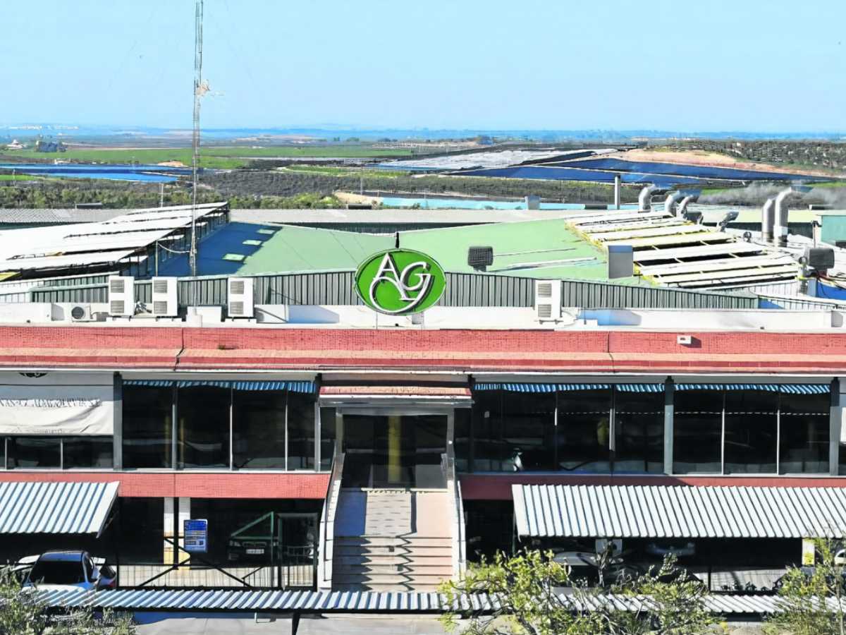 Aceitunas del Guadalquivir