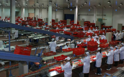 Hortofrutícola Cuna de Platero