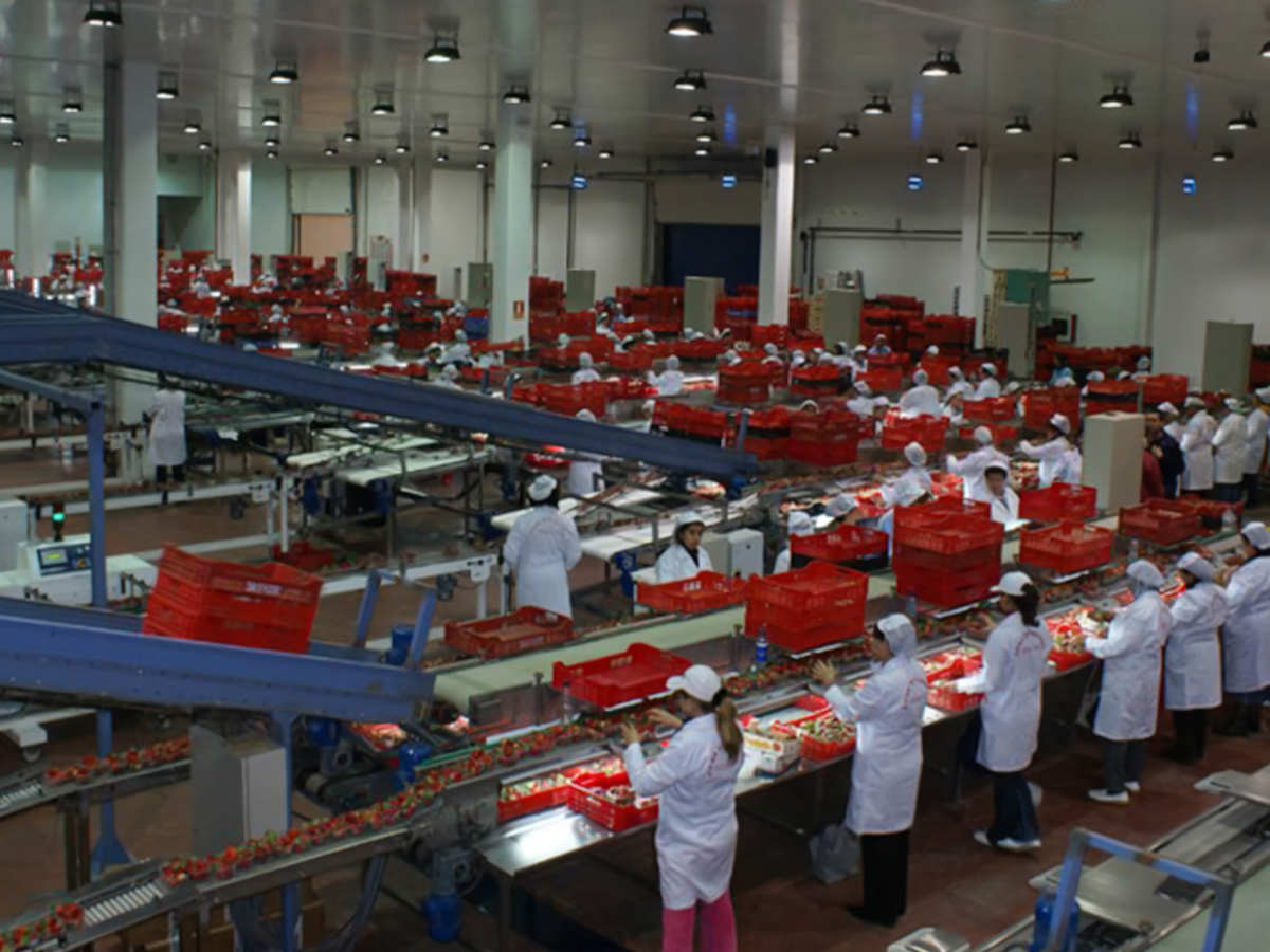 Cooperativa hortofrutícola Cuna de Platero